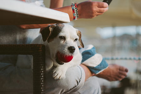 white dog playing a ball thumbnail