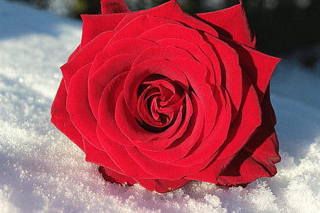 close-up of red rose in bloom on snowfield thumbnail