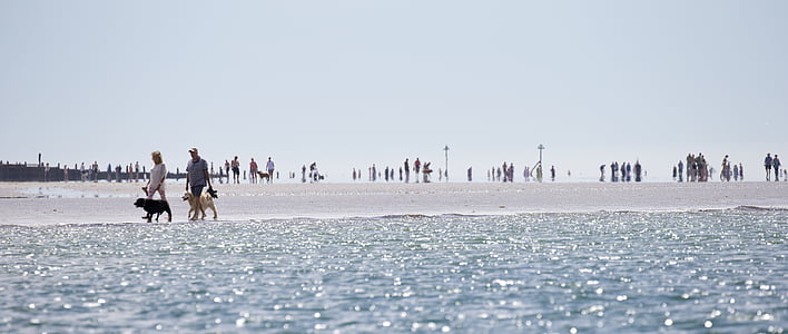 two person walking on seashore with dogs during daytime thumbnail
