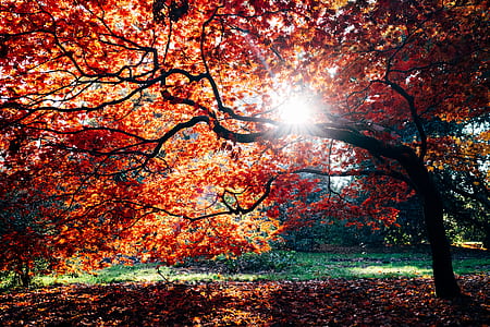 brown leaf tree at daytime thumbnail