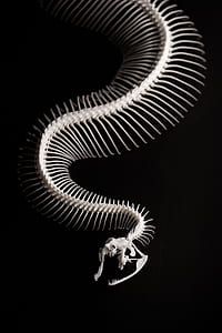 snake skeleton thumbnail