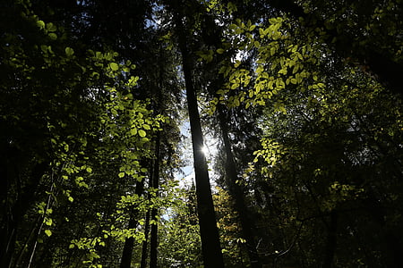 photography of green leafed tree thumbnail