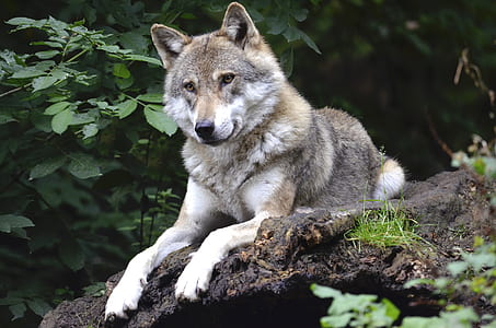 gray and white wolf lying on wooden surface thumbnail