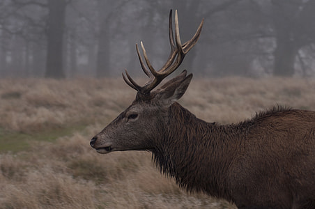 selective focus photography of grey and black deer thumbnail