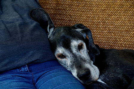 dog lying on person legs thumbnail