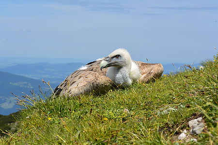 vulture on green grass thumbnail