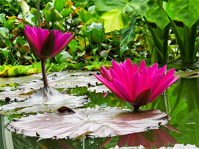 pink petaled flowers on water at daytime thumbnail