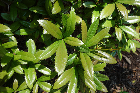 green leafed plants thumbnail