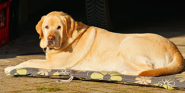 adult yellow Labrador retriever lying on floral mat thumbnail