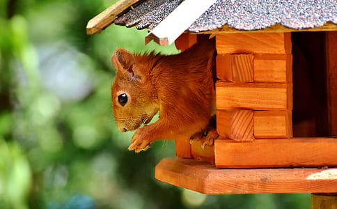 close up photo of squirrel on house thumbnail