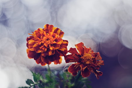 bokeh photography of two orange petaled flowers thumbnail