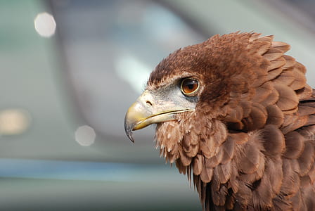 selective focus photography of brown eagle thumbnail