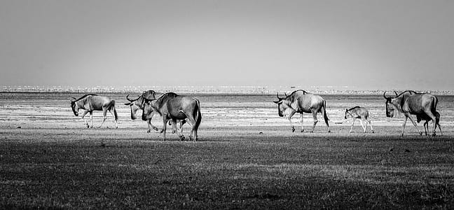 grayscale photography of wildebeest thumbnail