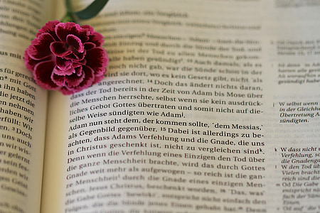 red rose on book thumbnail