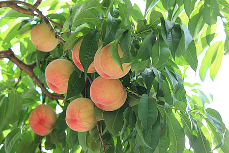 pink and yellow fruit on tree thumbnail