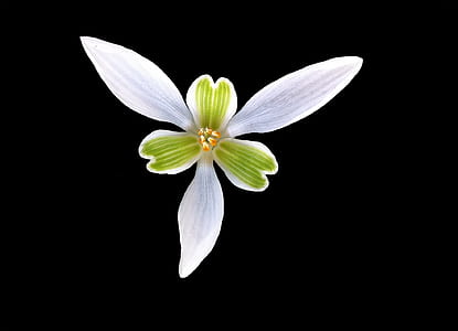 Green White Flower 6 Petal thumbnail
