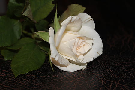 macro photography of white rose flower thumbnail