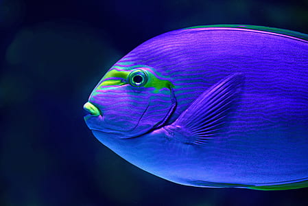 shallow focus photography of purple and green aquarium fish thumbnail