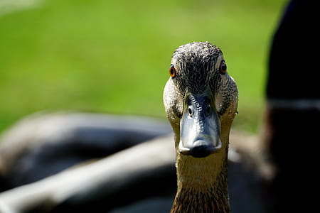 shallow focus photo of duck thumbnail