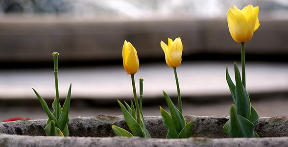 yellow flowers thumbnail