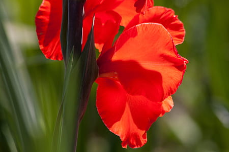 red petaled flower thumbnail