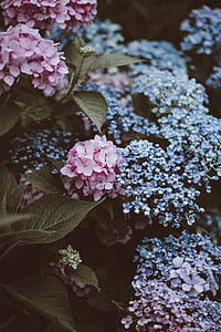 pink and blue hydrangea flowers thumbnail