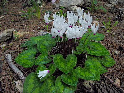 white petaled flowers close-up photography thumbnail