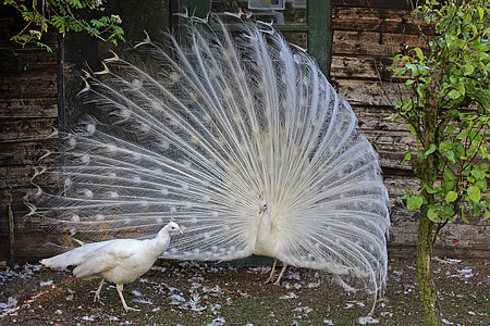 white peacock and peahen thumbnail
