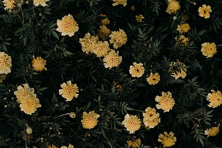 Yellow Petaled Flowers thumbnail