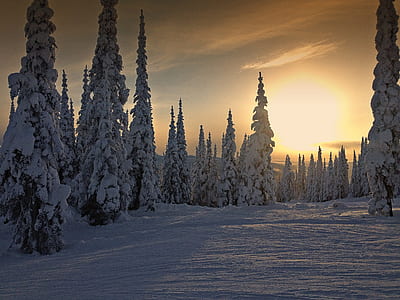 photo of pine trees covered with snow thumbnail
