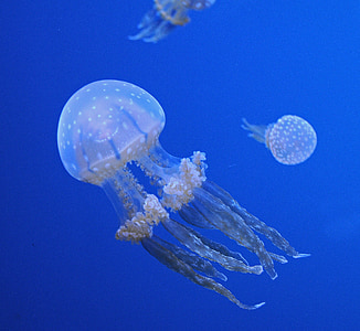 three jellyfishes thumbnail