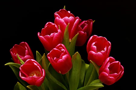 red flower plants thumbnail