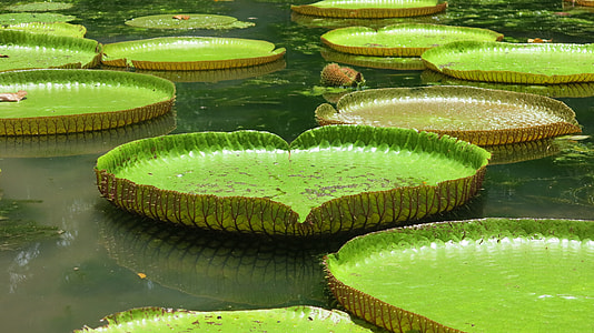 round water lily photo thumbnail