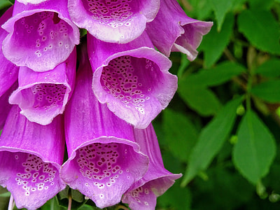 Common Foxglove, Digitalis Purpurea thumbnail