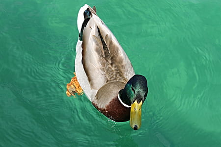 mallard duck thumbnail