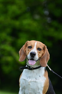 selective focus photo of black, tan, and white beagle thumbnail