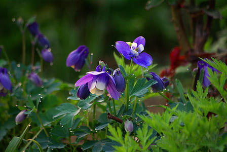 purple flower blooming at daytime thumbnail