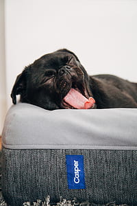 black pug puppy lying in the dog bed thumbnail