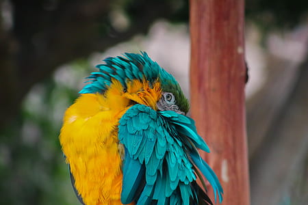 hyacinth macaw thumbnail