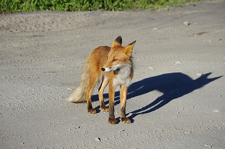 brown fox on gray sand thumbnail