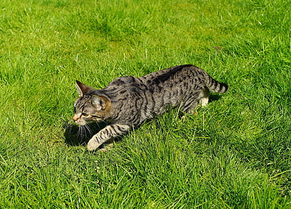 silver Tabby cat on grassland thumbnail
