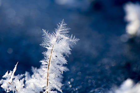 macro photography of white leafed plant thumbnail