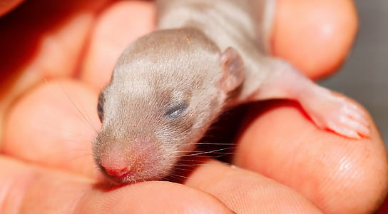 person holding gray animal close-up photo thumbnail