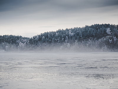 trees in front of body of water thumbnail