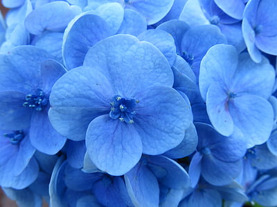 close shot of blue flowers thumbnail
