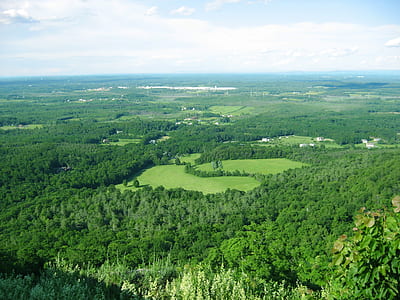 aerial photography of green leafed tree thumbnail