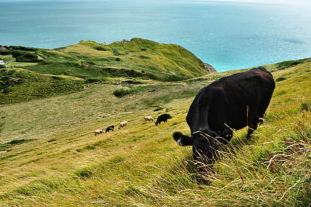 cattle on green field near calm body of water thumbnail