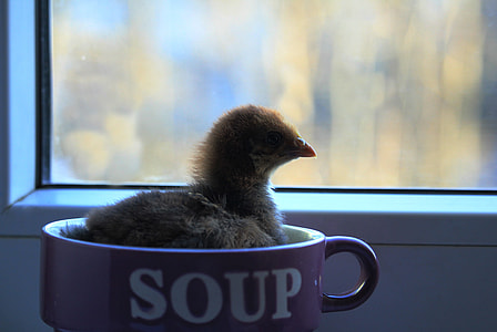 black chick on purple ceramic mug thumbnail