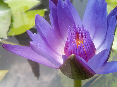 close-up photo of purple lotus flower thumbnail