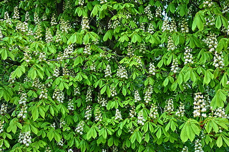 white horse chestnut tree flowers thumbnail